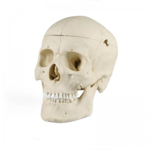 Adult Male Model Skull